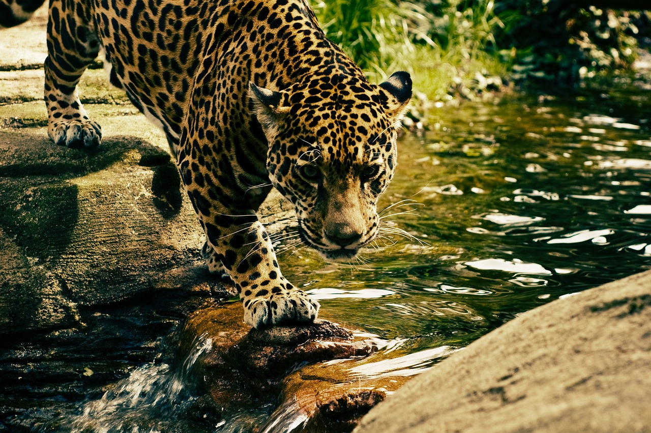 Leopard, predator, wild cat — Enjoy Full HD Baseball Coverage Including MLB and KBO Live Streams