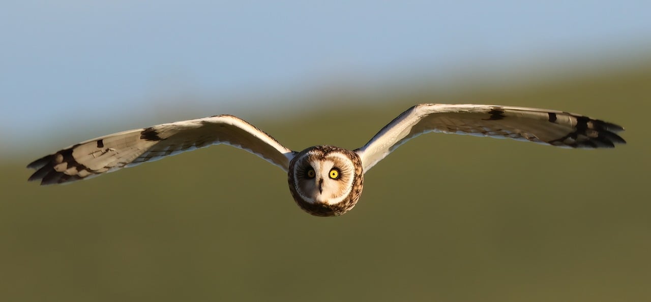 Bird, owl, short-eared owl — Picking the very best Search engine optimization Company For The Online Business