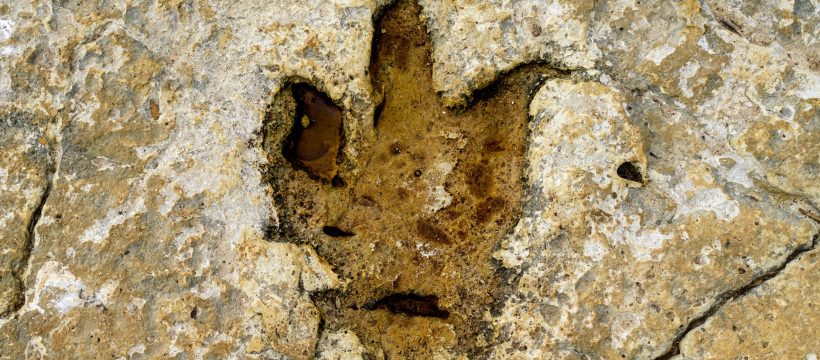 dinosaur poop discovery